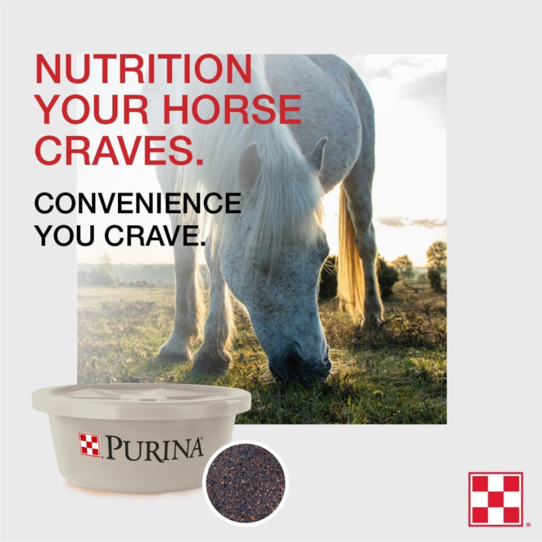 Consistent Nutrition and Seasonal Fly Control for Horses - Steinhauser's