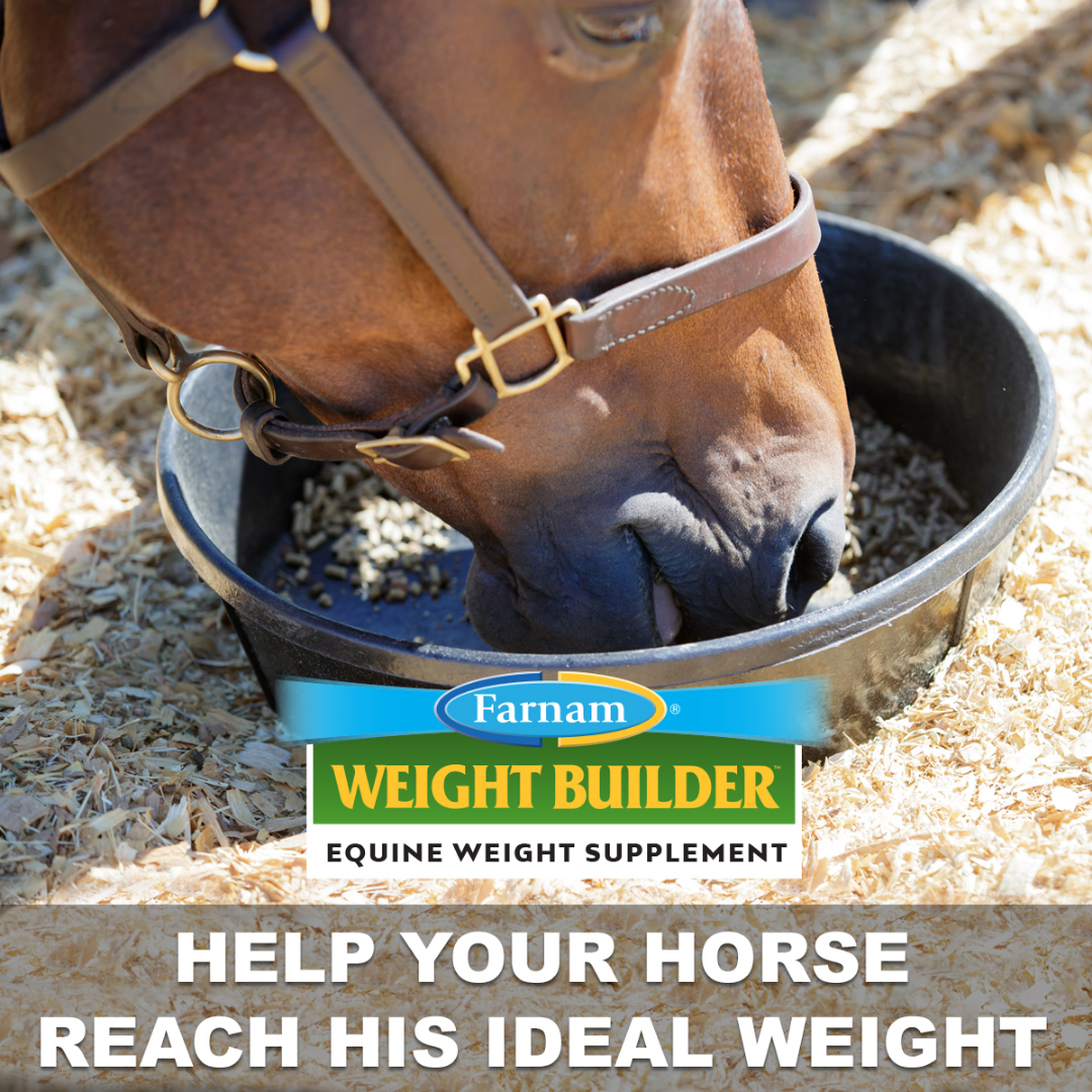 Weight Builder Equine Weight Supplement Steinhauser's