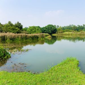 Stocking Your Pond for Winter: scenic view of a pond