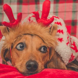 Holiday Pet Food Transition Guide: photo of dog wearing festive Christmas costume