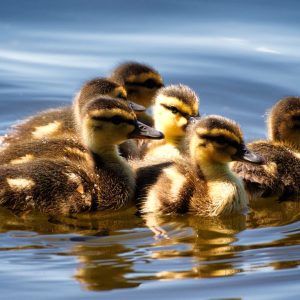 Ducklings swimming in water